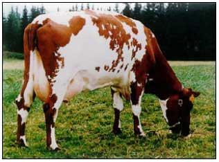 Razas y mejoramiento génetico de bovinos doble propósito - Image 9