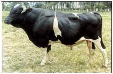 Razas y mejoramiento génetico de bovinos doble propósito - Image 23