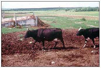 Razas y mejoramiento génetico de bovinos doble propósito - Image 16