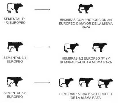 Razas y mejoramiento génetico de bovinos doble propósito - Image 18