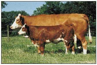 Razas y mejoramiento génetico de bovinos doble propósito - Image 8