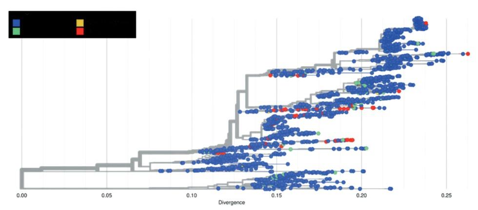Epidemiología molecular del Virus de la influenza aviar A H5NX con la herramienta Nextstrain - Image 5