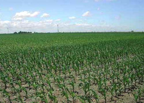 La glomalina y su relación con la productividad del cultivo de maíz - Image 1