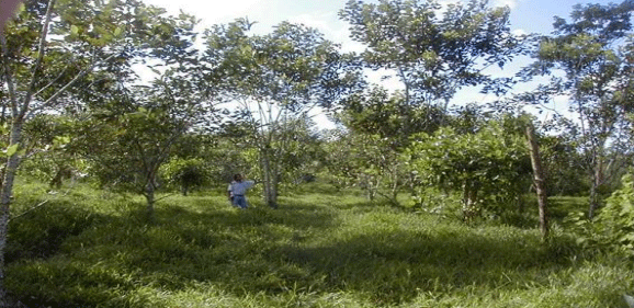 FOTOGRAFÍA 8. Sistema Silvopastoril Intensivo en pastizal natural de Ratana (Ischaemun indicum) con árboles de Poró blanco (Erythrina fusca), en Guácimo, Limón, Costa Rica. FUENTE: Raúl Botero Botero.