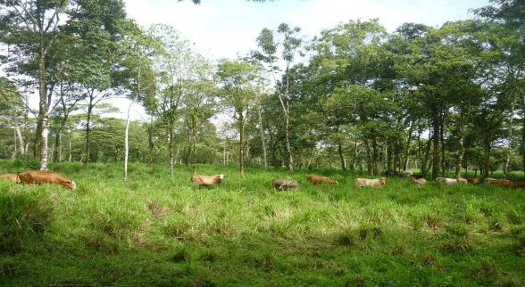 FOTOGRAFÍA 4. Árboles dispersos en potreros, Región Caribe, Costa Rica. FUENTE: Raúl Botero Botero. 