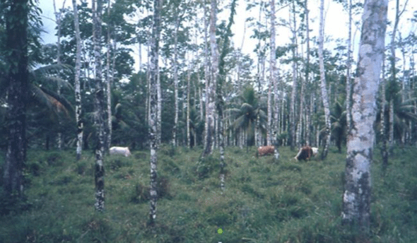 FOTOGRAFÍA 5. Silvopastura de Ischaemum indicum (Ratana) con árboles de Cordia alliodora (Laurel). Finca Bananito, Provincia de Limón, Costa Rica. FUENTE: Raúl Botero Botero.
