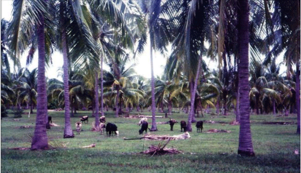 FOTOGRAFÍA 2. Silvopastura con palmas de Coco (Coccus nucifera) en Playa Venado, Provincia de Herrera, Panamá. FUENTE: Raúl Botero Botero.