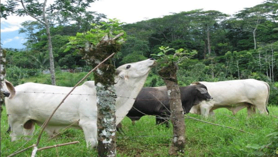 FOTOGRAFÍA 13. Cercas vivas de Poró común (Erythrina berteroana), con animales ramoneando rebrotes. FUENTE: Vesalio Mora.