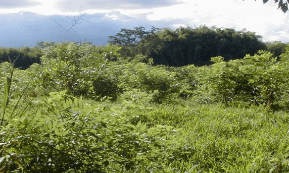 FOTOGRAFÍA 7. Sistema Silvopastoril Intensivo de Ratana (Ischaemun indicum) con Madero negro (Gliricidia sepium), recientemente establecido, en Guácimo, Limón, Costa Rica. FUENTE: Ricardo Russo.