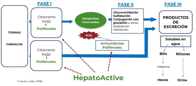 HepatoActive potencia el proceso de detoxificación del hígado - Image 1