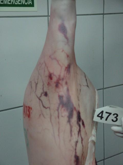 Efecto de la genética, el tipo de aturdimiento y la presencia de venas varicosas sobre la incidencia de hemorragias subcutáneas en jamones de cerdos de cruce comercial - Image 4