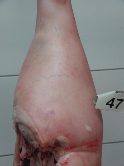 Efecto de la genética, el tipo de aturdimiento y la presencia de venas varicosas sobre la incidencia de hemorragias subcutáneas en jamones de cerdos de cruce comercial - Image 1