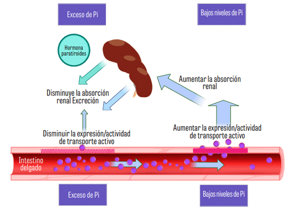Figura 5. Los riñones son un importante regulador del fósforo al aumentar o disminuir la absorción renal. La absorción intestinal se puede incrementar o disminuir a través de la expresión y actividad del transportador activo NaPi-2b. La hormona paratiroidea disminuye la absorción renal al disminuir la abundancia de transportadores activos en los túbulos renales.