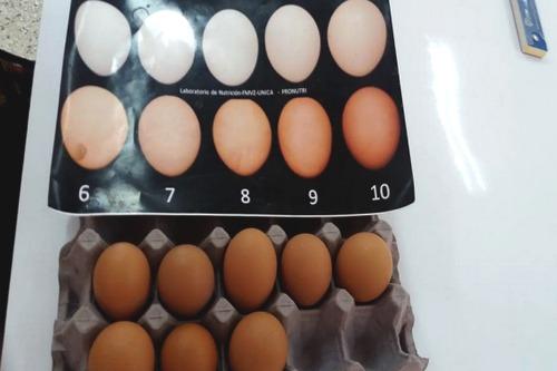 Evaluación de una mezcla nutricional sobre el color de cáscara de huevo de gallinas de postura - Image 2