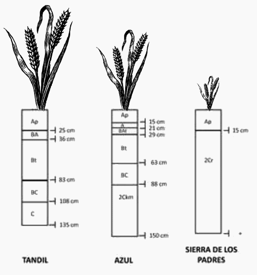 ¿Cómo afecta la profundidad del suelo al índice de suficiencia de nitrógeno en la cebada y el trigo? - Image 2