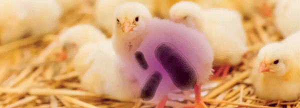 Efecto del Bacillus amyloliquefaciens CECT 5940 sobre el rendimiento productivo en pollos de engorde