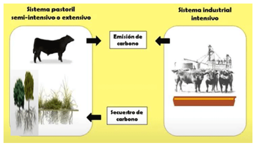 Figura 1. Izquierda: Sistema pastoril (o silvopastoril) semi-intensivo o intensivo: emite y secuestra carbono (CH4, CO2, N20). Derecha: Sistema ganadería industrial intensiva: emite carbono (CH4, CO2, N20). Fuente: Viglizzo (2020).