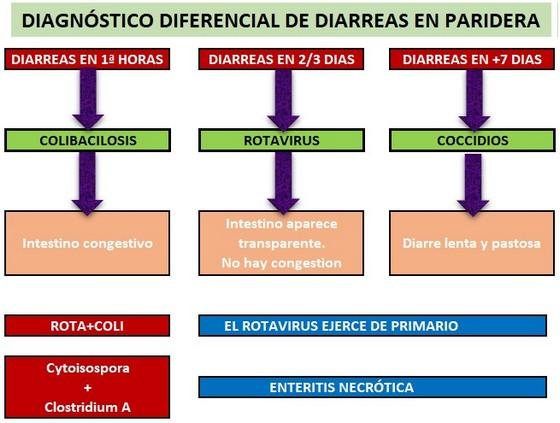 Diarreas neonatales en porcino. Control práctico - Image 5