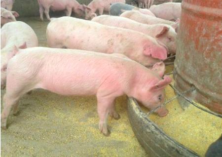 Efecto de las micotoxinas en alimentación porcina Métodos preventivos y de control en poscosecha - Image 1