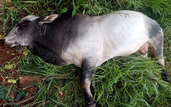 Foto 1. Toro pos-mortem en decúbito lateral derecho. Departamento Amambay. Año 2022