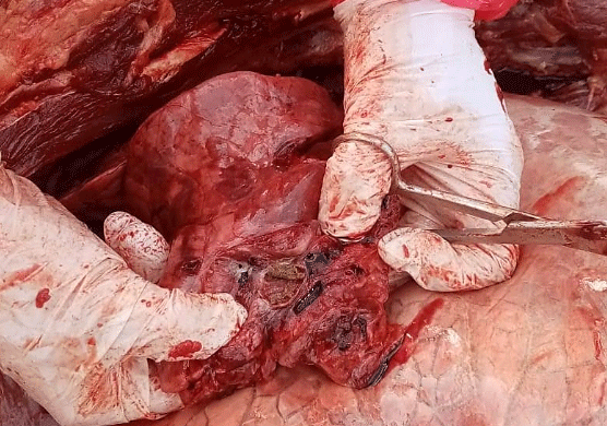Foto 2. Hallazgo macroscópico de cuerpo extraño en bronquio de un toro. Departamento Amambay. Año 2022.