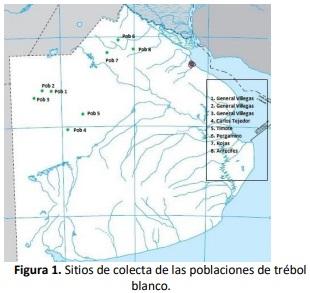Recolección de poblaciones naturalizadas de Trifolium repens L. en el norte de la Provincia de Buenos Aires. Comunicación - Image 1