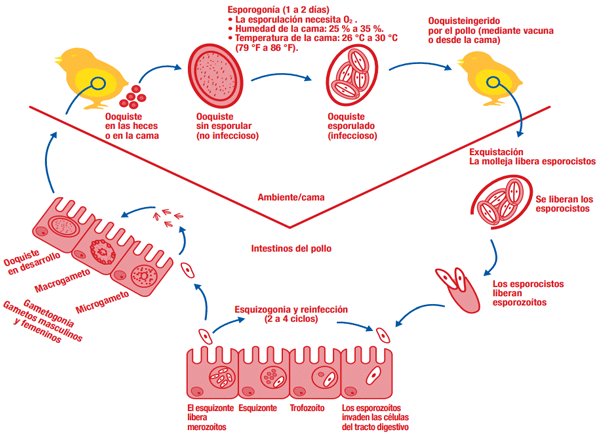 Figura 1. El ciclo de vida de las coccidias.
