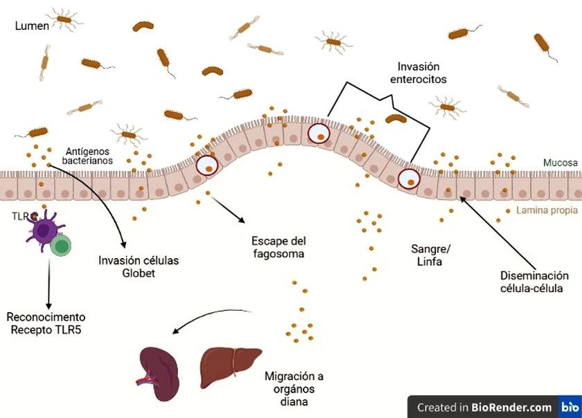 Listeria monocytogenes: persistencia o resistencia - Image 1