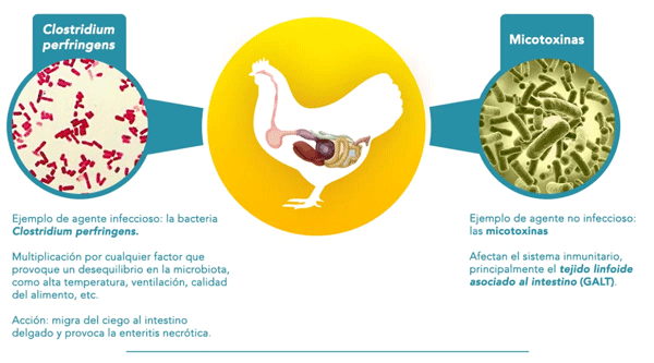Factores que colocan en riesgo la integridad intestinal de las aves