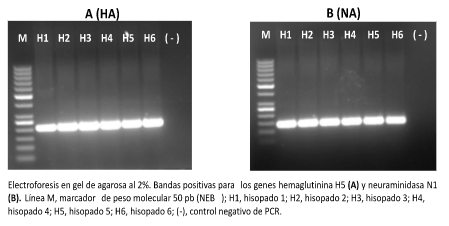 Fig. 2. Tipificación de AIV mediante PCR de punto final dirigido a los genes HA y NA. 