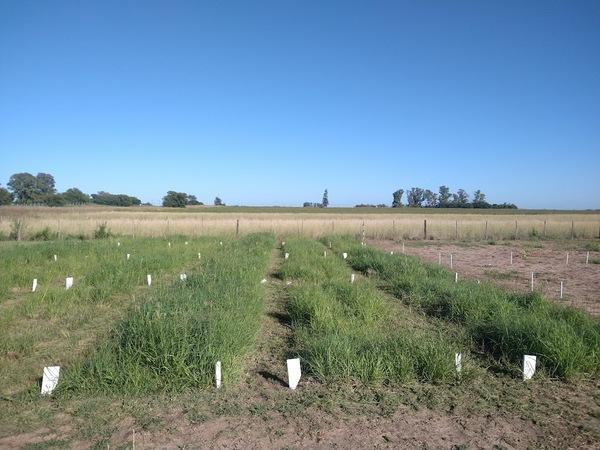 Efecto de la densidad de siembra y fertilización nitrogenada sobre la producción de Chloris goyana cv. Reclaimer - Image 2