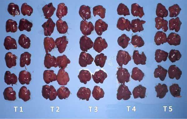 Eficiencia de un Aditivo Antimicotoxinas en disminución de los efectos tóxicos de las fumonisinas adicionadas a la dieta de pollos de corte - Image 11