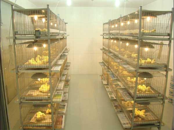 Eficiencia de un Aditivo Antimicotoxinas en disminución de los efectos tóxicos de las fumonisinas adicionadas a la dieta de pollos de corte - Image 10
