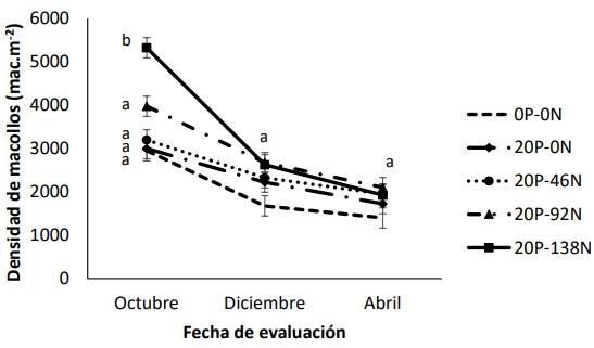 Efecto de la fertilización fosforada y nitrogenada en la población de macollos en Festuca arundinacea - Image 1
