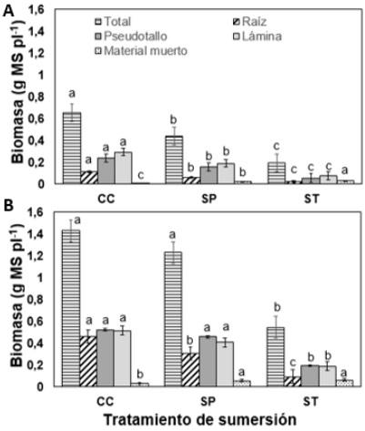 Distribución de biomasa en plantas de festuca alta libres e infectadas con endófitos sometidas a sumersión - Image 1