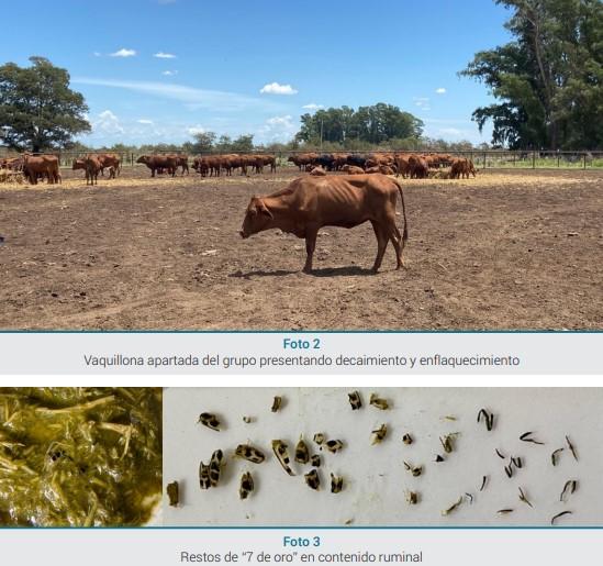 Mortandad en bovinos, equinos y ovinos asociada al consumo de alfalfa infestada con el escarabajo “7 de oro” (Astylus atromaculatus) - Image 2
