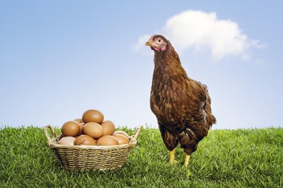 La importancia de la protección del hígado en gallinas ponedoras - Image 1