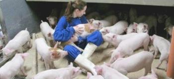 Sitio 2: Eficiencia en la porcicultura - Image 1