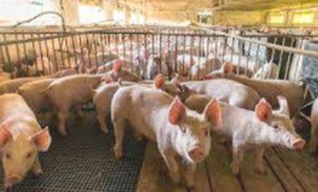 Sitio 2: Eficiencia en la porcicultura - Image 2
