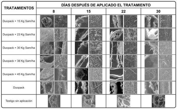 Figura 6. Proceso de colonización y degradación de los microorganismos sobre las estructuras del tamo del arroz, imágenes MEB