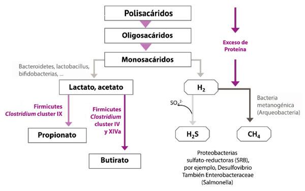 Figura 2: Fracción de la vía de carbohidrato no digerible y la microbiota involucrada en este proceso (Ducatelle et al., 2016)