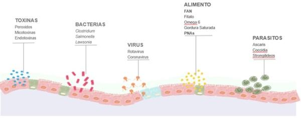 Conoce las causas de la inflamacion intestinal - Image 1