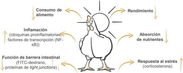 Estrés térmico en pollos de engorde: Parte I - Impacto en la salud intestinal - Image 1