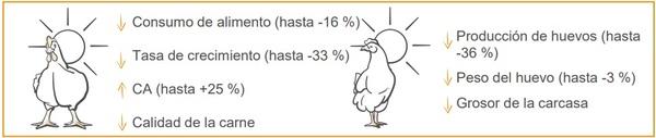 Estrés térmico en aves - impactos en la salud intestinal y el rendimiento - Image 5