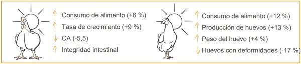 Estrés térmico en aves - impactos en la salud intestinal y el rendimiento - Image 6