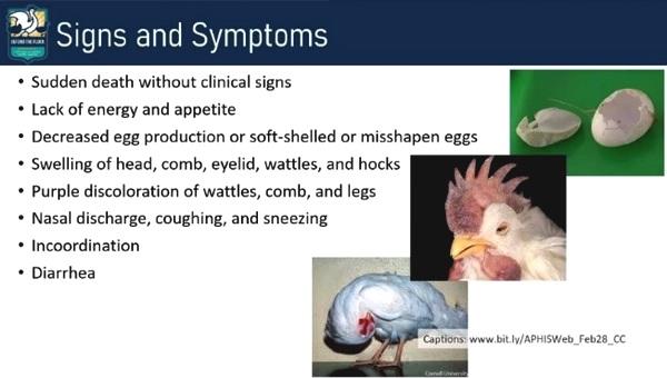 SI a la Bioseguridad, NO a la influenza aviar: Los 10 tips - Imagen 2