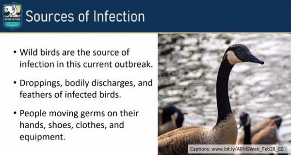 SI a la Bioseguridad, NO a la influenza aviar: Los 10 tips - Imagen 1
