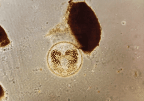 Fasciola hepatica en el ganado - Image 5