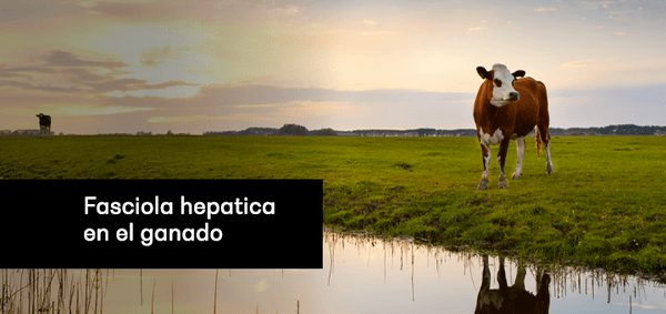 Fasciola hepatica en el ganado - Image 1