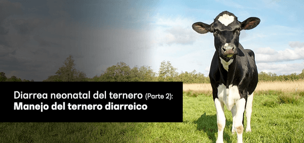 Diarrea neonatal del ternero (Parte 2): Manejo del ternero diarreico - Image 1